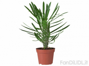 Fiori Lidl