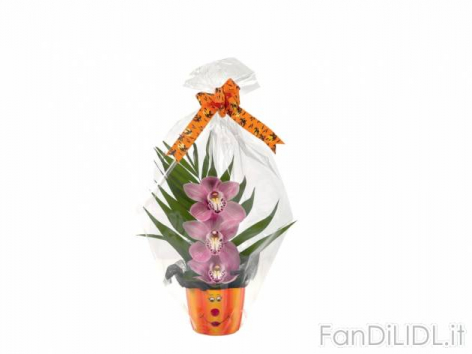 Cymbidium in vaso (Articoli alimentari)