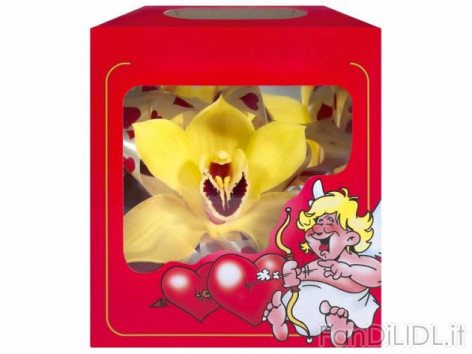 Orchidea in confezione (Fiori)