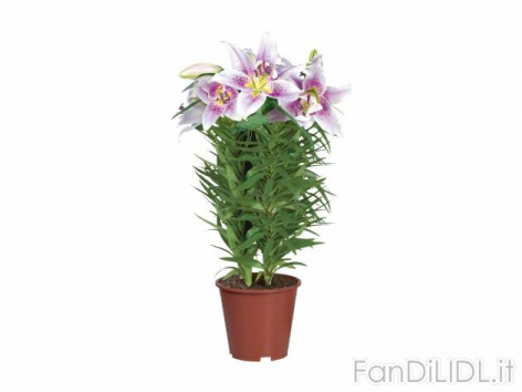 Lilium (Fiori)