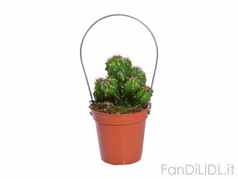 Mini Cactus (Fiori)