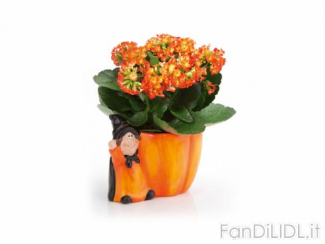 Kalanchoe in vaso (Articoli per ufficio, cartacei, industriali)