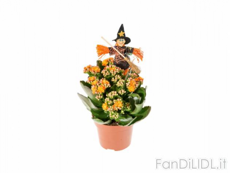 Kalanchoe Halloween (Articoli per ufficio, cartacei, industriali)