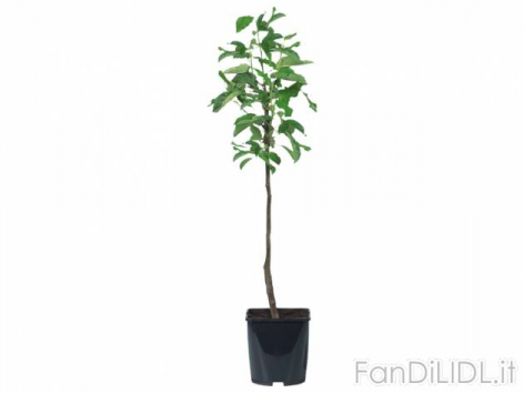 Piante da frutto (Fiori)