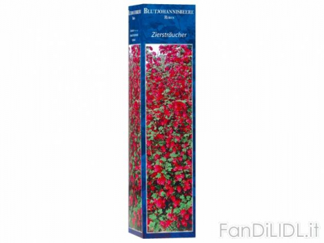 Arbusti ornamentali (Fiori)