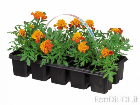 Piantine da giardino (Fiori)