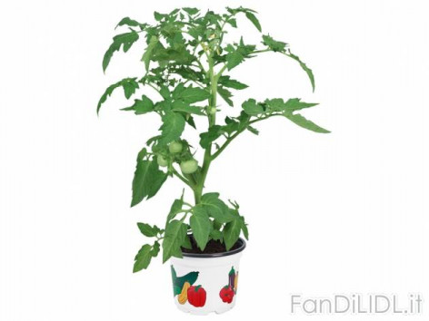 Piantine da ortaggi (Fiori)