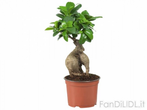 Ficus Ginseng o (Fiori)