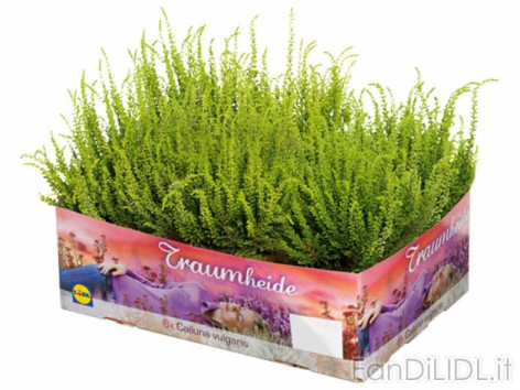 Calluna (Fiori)