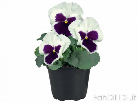Viole del pensiero (Fiori)