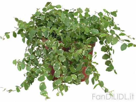 Piante rampicanti (Fiori)
