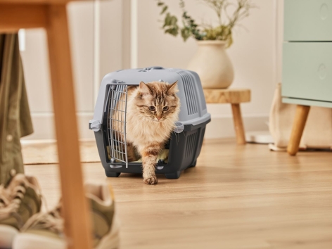 Lettiera o trasportino per gatti