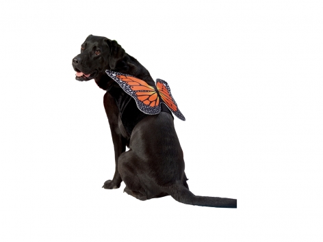 Costume per cani