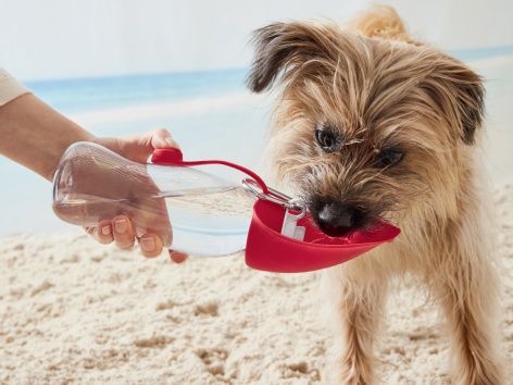 Borraccia per cani