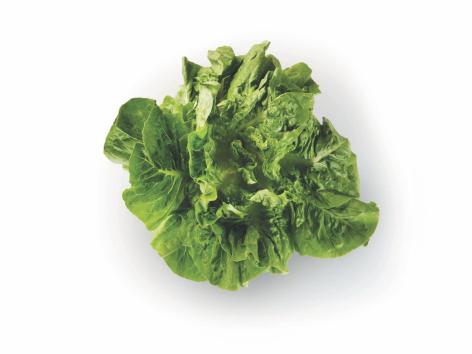 Insalata romana