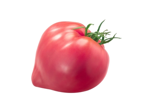Pomodoro rosa della costiera